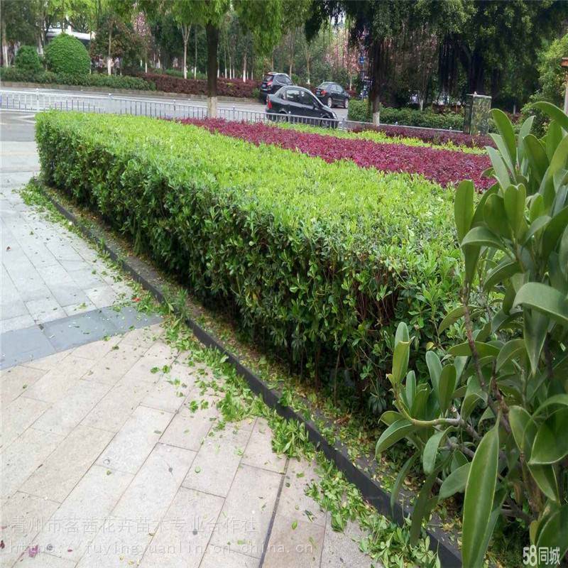 山东厂区绿化设计要点与栽植技术实战指南