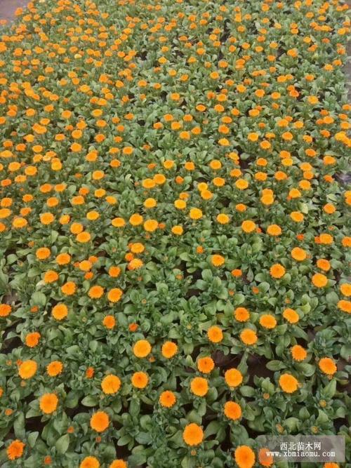 草本花卉图片 9张 西安基地