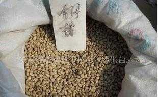苗木花卉草坪草籽价格_苗木花卉草坪草籽厂家_世界工厂网产品信息库