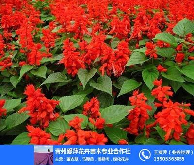 草花报价、爱萍花卉苗木、陕西草花