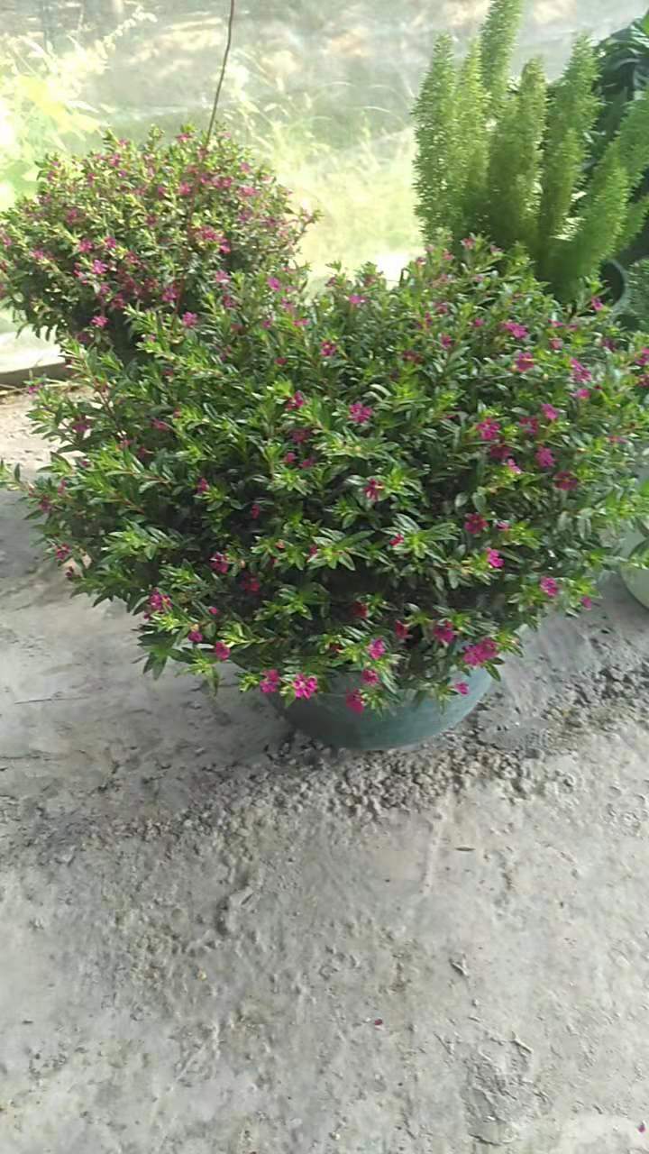 四季开花植物红花满天星盆栽绿植庭院植物阳台花卉绿化苗木