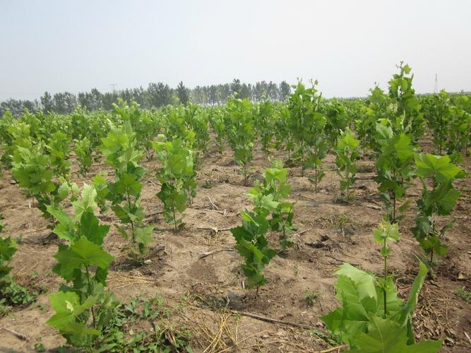 临朐苗木基地销售1米以下法桐苗等苗木花卉