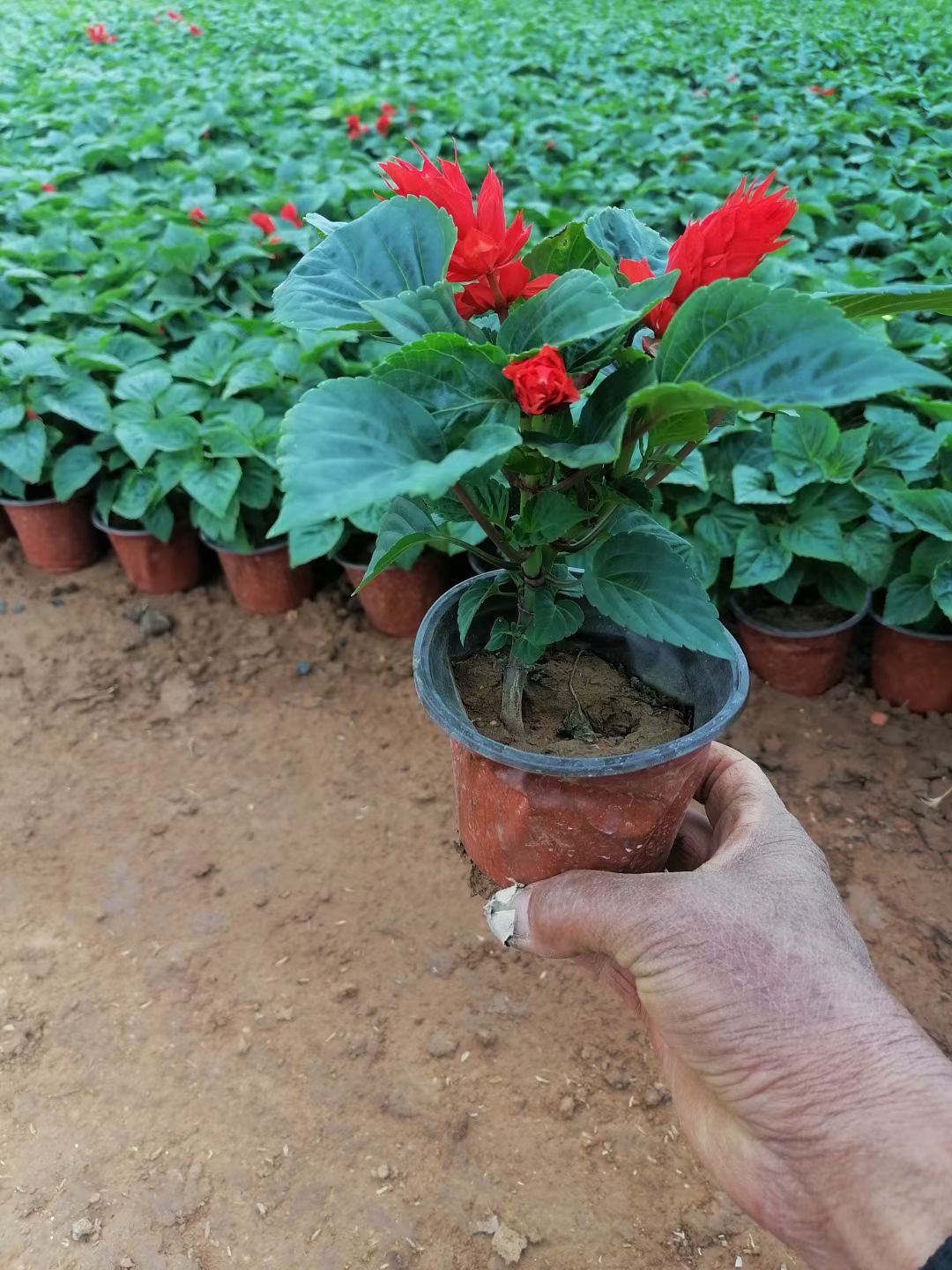 一串红花海花带 一串红盆栽 一串红长秀花卉苗木基地