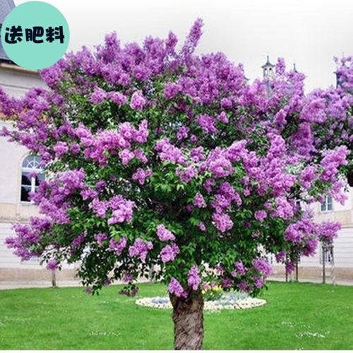 花卉苗木 庭院植物
