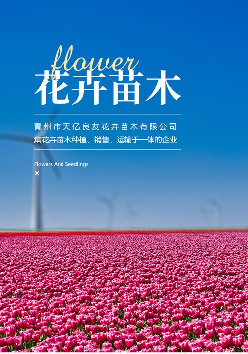 矾根价格 宿根花卉矾根批发 大棚矾根出售 - 青州市天亿良友花卉苗木