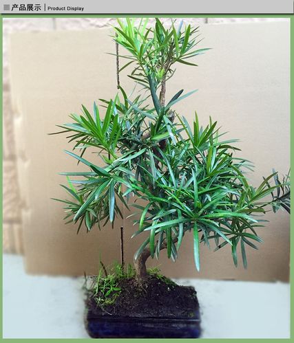 广东广州出售优质观叶植物罗汉松 茂林园花卉盆景 绿化苗木 常绿